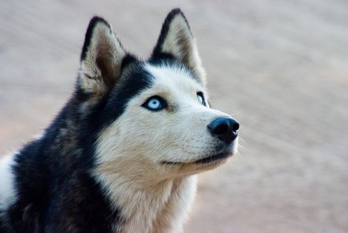 sa_1424112656Huskysiberianhuskies35540699500335